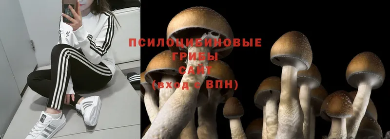 как найти наркотики  Конаково  Галлюциногенные грибы Cubensis 